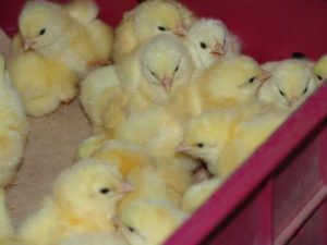 Mennyibe kerülnek a csirkék, brojlercsirke és a tojótyúk csirkék és hol lehet megvásárolni őket