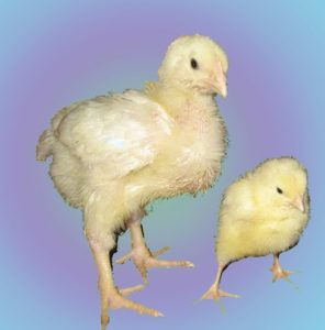 Mennyibe kerülnek a csirkék, brojlercsirke és a tojótyúk csirkék és hol lehet megvásárolni őket