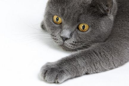 Hány élő brit macska - az élet otthon