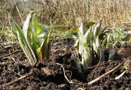 Scorzonera (fekete gyökér) - Vetőmagtermesztés, receptek, nyári napon rezidens