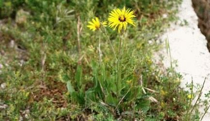 Scorzonera (fekete gyökér) - Vetőmagtermesztés, receptek, nyári napon rezidens