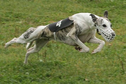 Whippet kutya leírása, gondoskodás, kölyök szelekciós feltételek