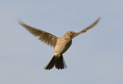 Nightingale Nightingale fotó