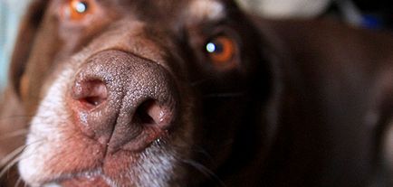 Száraz orrát a kutya okoz, meghűlés kezelésére és repedezett orr