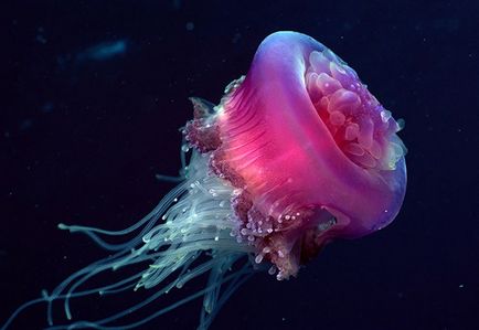 Ezek a különböző medúza - medúza, tengeri állatok, a gerinctelen, veszélyes medúzák