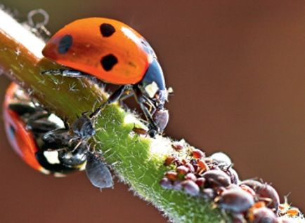 A levéltetvek a szilva, hogyan kell kezelni a fenyegetést, mint akkor permetezni a mosogató