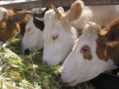 A tehén tőgy duzzadt egy részvény, mint kezelni sebek és sérült tőgybimbóinak