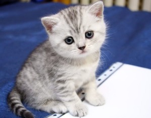 Kiválasztása egy brit rövidszőrű cica, hogyan, hol és mennyi; véleménye a természete macskák