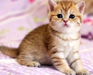 Kiválasztása egy brit rövidszőrű cica, hogyan, hol és mennyi; véleménye a természete macskák