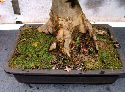 Formái bonsai