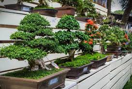 A növekvő bonsai lépésről lépésre fotókkal