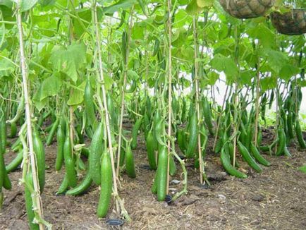 Növekvő uborka kínai jellemzőkkel, és az előnyök, funkciók és ültetési rendszeren, gondoskodás,