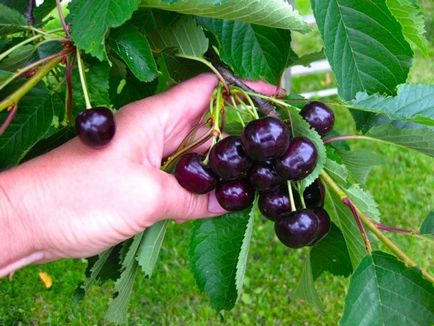 Az építőiparban a tető egy magánházban saját kezűleg