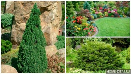 Tűlevelűek Gardens fényképét, nevét, típusát és összetételét szabályok tűlevelűek a kertben