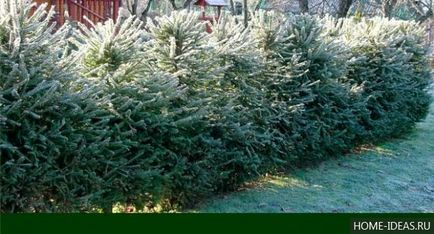 Tűlevelűek Gardens fényképét, nevét, típusát és összetételét szabályok tűlevelűek a kertben