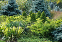 Tűlevelűek Gardens név, fénykép, díszítő tűlevelűek, luc, lombhullató fa, fenyő,