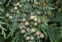 Tűlevelűek Gardens név, fénykép, díszítő tűlevelűek, luc, lombhullató fa, fenyő,