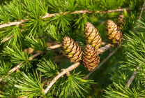 Tűlevelűek Gardens név, fénykép, díszítő tűlevelűek, luc, lombhullató fa, fenyő,