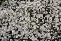 A tyúkhúr (65 fotó) leírása, a fajták leírására, ültetés és gondozás, a kombinációja a virágok (adja nevét