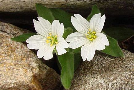 A tyúkhúr (65 fotó) leírása, a fajták leírására, ültetés és gondozás, a kombinációja a virágok (adja nevét