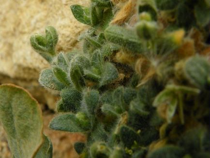 A tyúkhúr (tserastium) kép és fajok, telepítése és gondozása növények