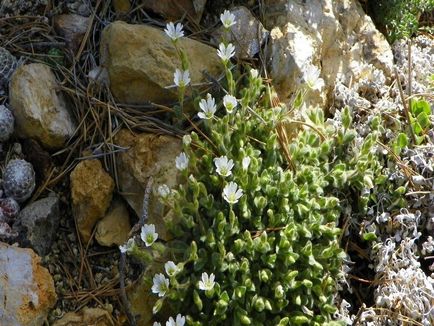 A tyúkhúr (tserastium) kép és fajok, telepítése és gondozása növények