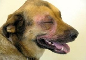 Mint allergia kezelésére kutyáknál