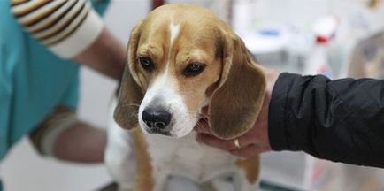 Biokémiai vérvizsgálat a kutyák