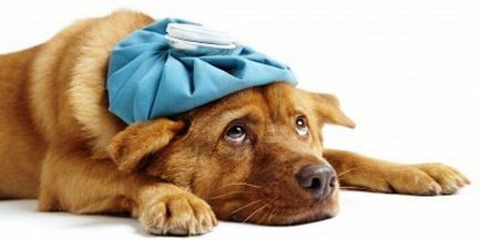 Mi a teendő, ha beteg kutya