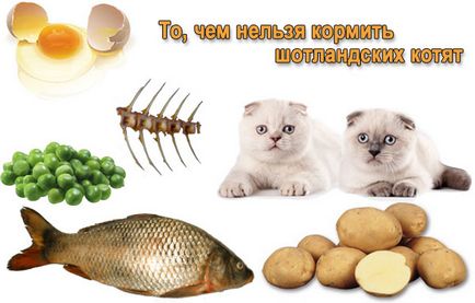 Hogyan kell etetni a skót macska Hogyan kell etetni a skót macska