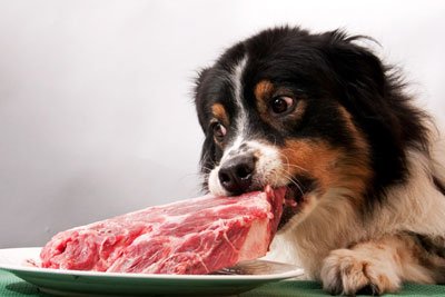Hogyan jobb megetetni a kutyát