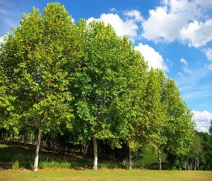 Platánfa ültetés, gondozás és felhasználása