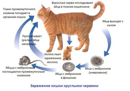 Tünetei bélférgek macskák