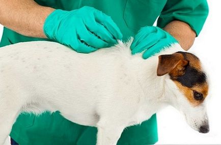Féreg fertőzés kutyáknál