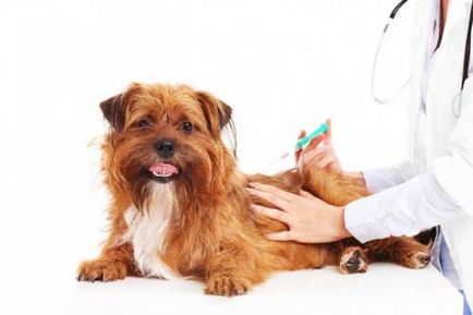 Védőoltások kutyáknak, amelyeknek
