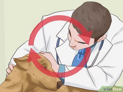 Féreg fertőzés kutyáknál