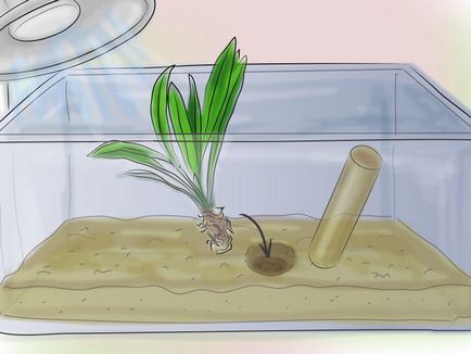 Hogyan növény az akváriumban