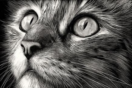 Ceruzarajz macska