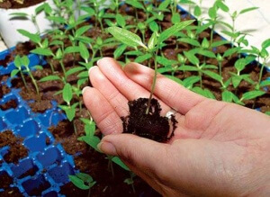 Hogyan növény paprika Hogyan növény paprika