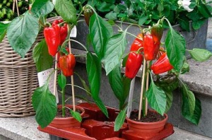 Hogyan növény paprika Hogyan növény paprika