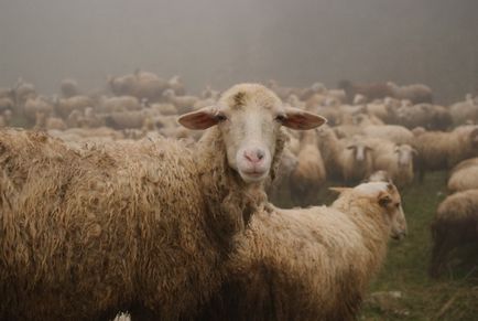 Hogyan válasszuk ki a bárány