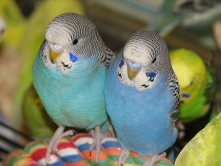 Ahogy budgies fészer Ahogy budgies fészer