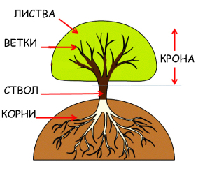 Hogyan működik a fa