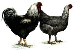 Gazdasági csoportok és fajta csirkék