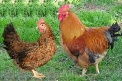 Gazdasági csoportok és fajta csirkék