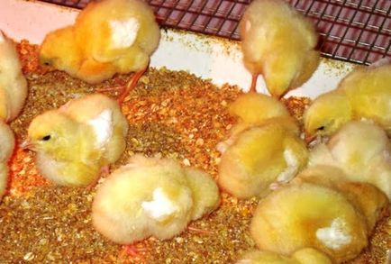Broiler csirkék tenyészteni
