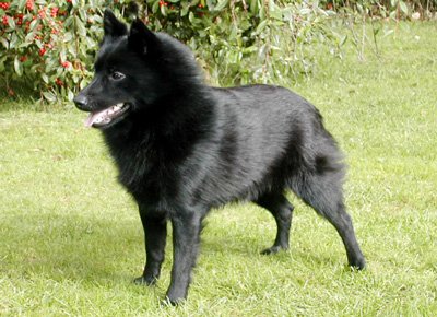 Kutya fekete szőrzet