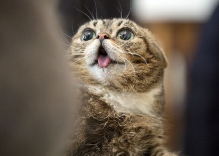 Miért a macska kilóg a nyelve úgy a problémát minden oldalról