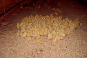 Hogyan növekszik csirkék otthon