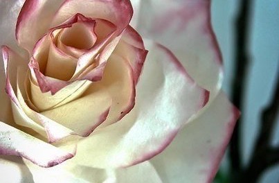 Kézzel készített rózsa